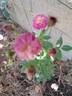 Allevia rose photo