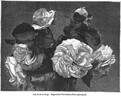 Boule de Neige rose photo