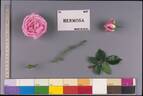 Hermosa rose photo