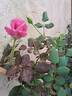Our last summer™ Plant'n'relax® rose photo