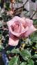 Julia's Rose rose photo