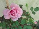 Our last summer™ Plant'n'relax® rose photo