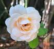 Soleil Couchant rose photo