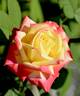 Abby's Angel rose photo