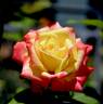 Abby's Angel rose photo