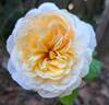 Soleil Couchant rose photo