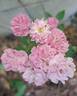 Allevia rose photo
