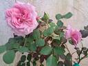 Our last summer™ Plant'n'relax® rose photo