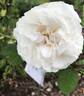 Botzaris rose photo