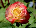 Welabb rose photo