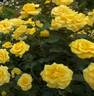 Graceland rose photo
