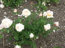 Tamora rose photo