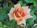 Orange Ruffels rose photo