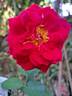 Abbatiale de Pontigny ® rose photo