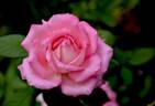 Louise Estes rose photo