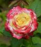 Abby's Angel rose photo