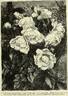 Lamarque rose photo