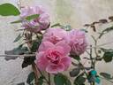 Our last summer™ Plant'n'relax® rose photo