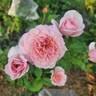 Francis Blaise ® rose photo