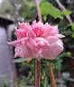 The Mayflower rose photo