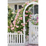 Strawberry Hill rose photo