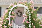 Strawberry Hill rose photo