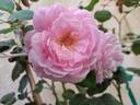Our last summer™ Plant'n'relax® rose photo