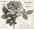Eugène E. Marlitt rose photo