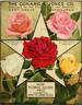 Eugène E. Marlitt rose photo