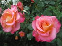 Granada rose photo