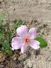 Poulsen's Pearl rose photo