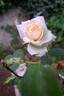 Boreale rose photo