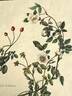 <i>Rosa arvensis</i> Huds. rose photo