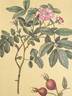 <i>Rosa villosa</i> L. rose photo
