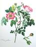 <i>Rosa gallica</i> L. rose photo