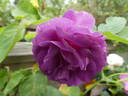 Minerva rose photo