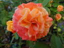 Oranges 'n' Lemons ™ rose photo