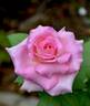 Louise Estes rose photo
