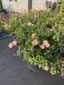 Bright rose photo