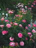 Chantal Mérieux ® rose photo