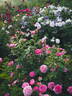 Chantal Mérieux ® rose photo