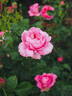 Chantal Mérieux ® rose photo