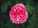 Chantal Mérieux ® rose photo