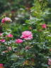 Chantal Mérieux ® rose photo