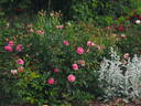 Chantal Mérieux ® rose photo