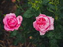 Chantal Mérieux ® rose photo