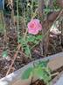 Catherine de Médicis rose photo