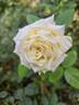 Pierre Arditi rose photo