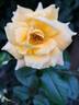 Disting'o Orange rose photo