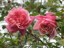 Général Schablikine rose photo